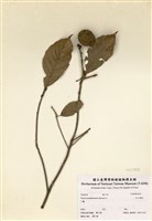 藏品(后大埔柯)的圖片